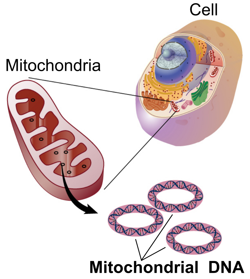 Mitochondrial_DNA