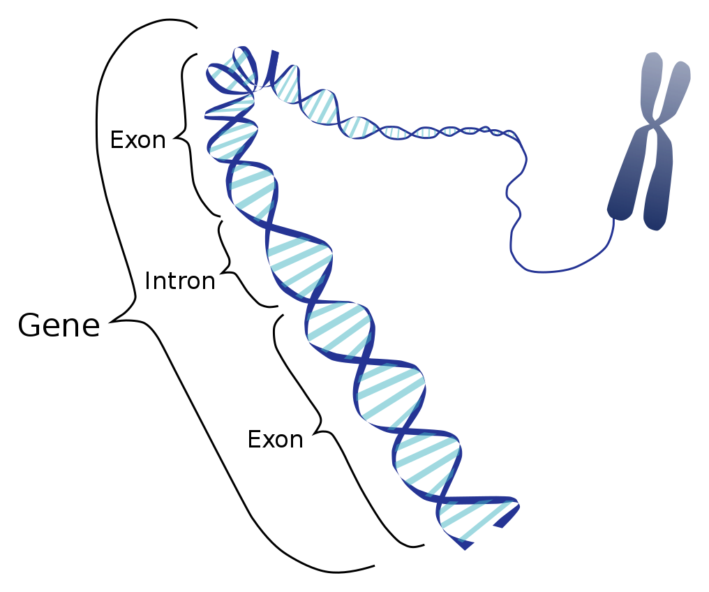 Picture depicting introns ,exons and genes