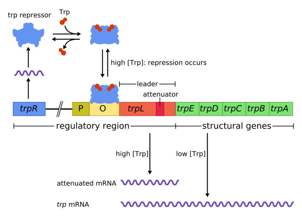 Tryptophan operon