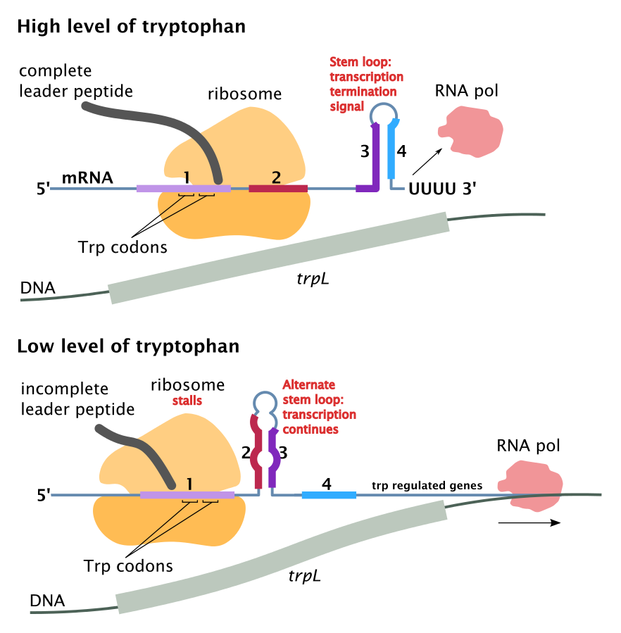 Picture depicting the attention of trp operon in response to tryptophan levels