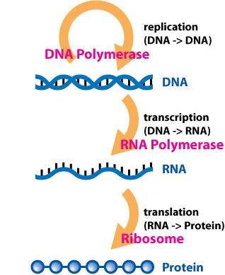 The flow of biological information in cell- Central dogma of protein synthesis