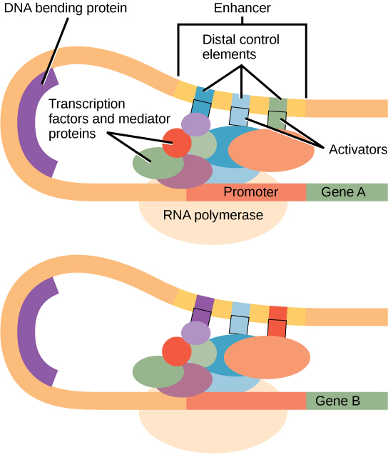 Figure depicting the binding of activators,mediators and transcription factors binding to the enhancers sites
