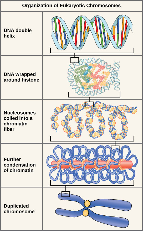 Picture depicting various levels of Eukaryotic Chromosome Organization