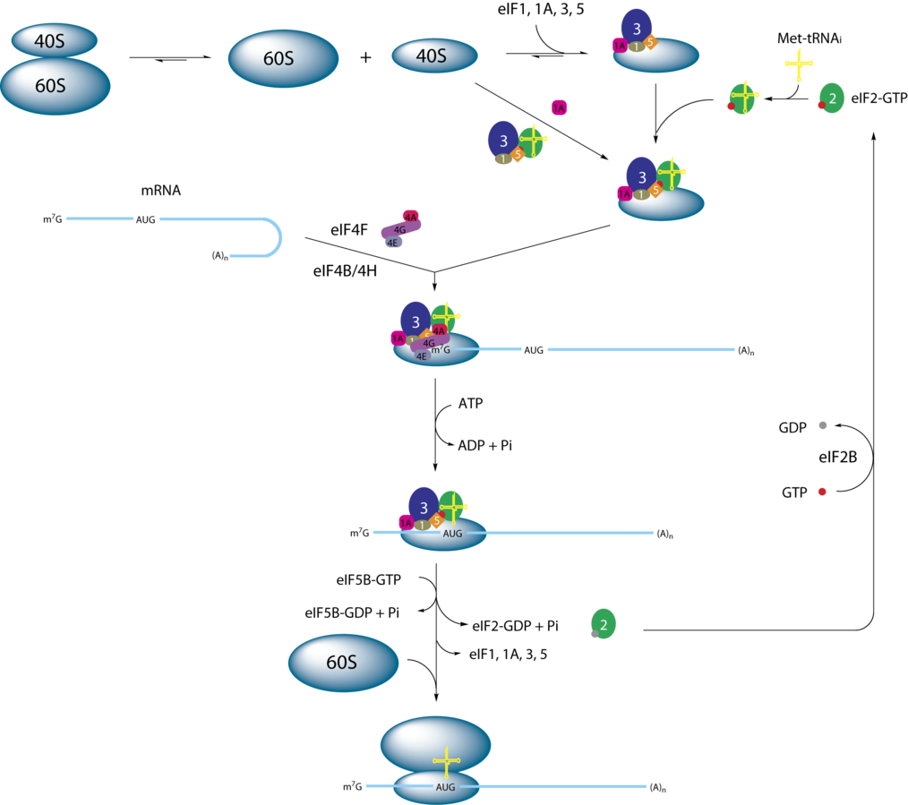 Picture depicting sequence of event in eukaryotic translation
