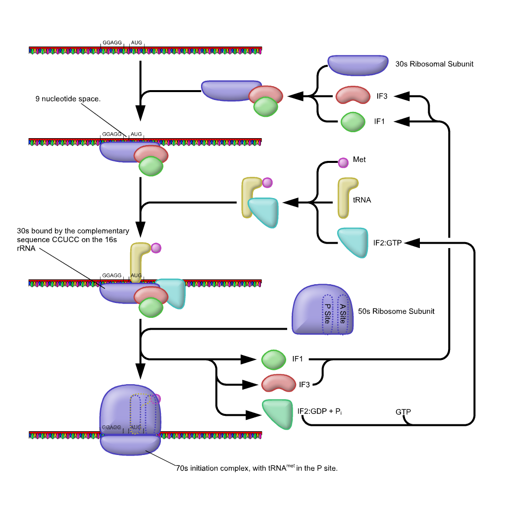 Picture depicting the steps in the initiation of translation in prokaryotes of