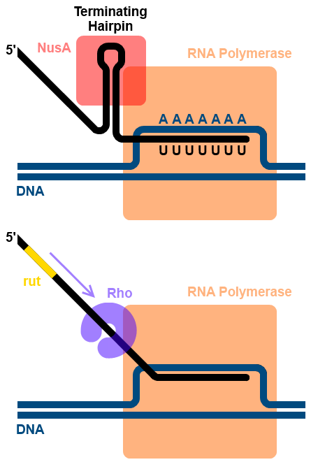 Picture depicting intrinsic and extrinsic termination in prokaryotes