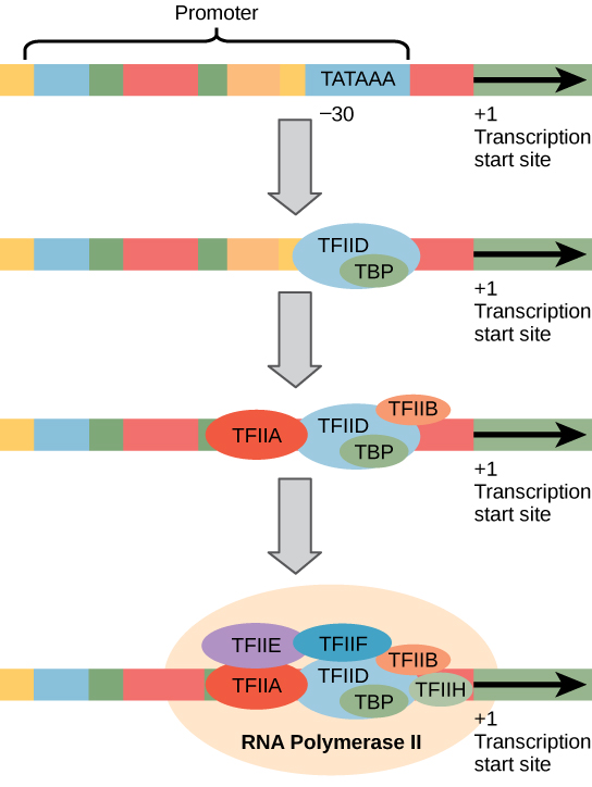 Transcription complex assembly and binding of RNA polymerase assembly