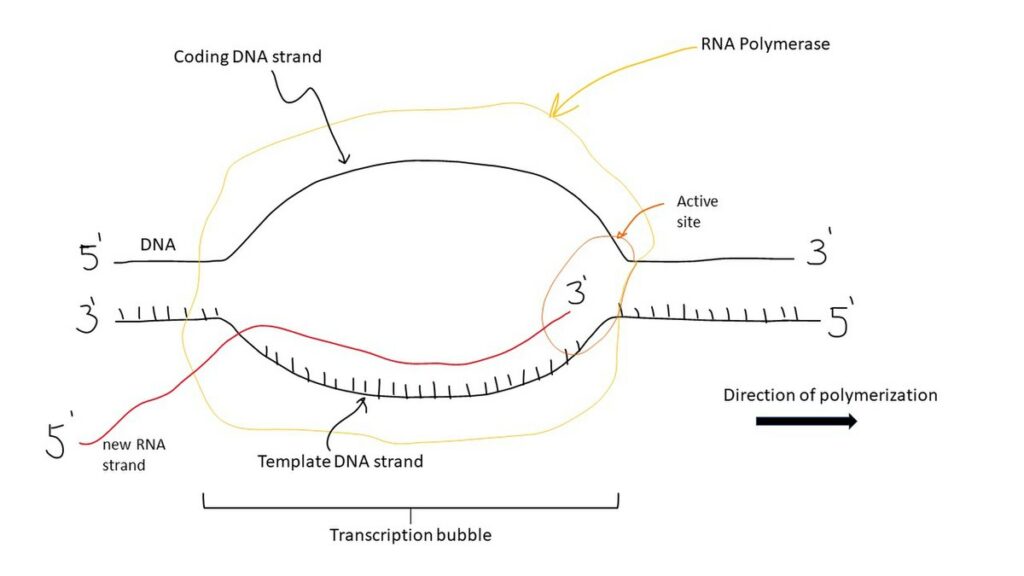 Picture depicting the template and non tempalte stand, transcription bubble