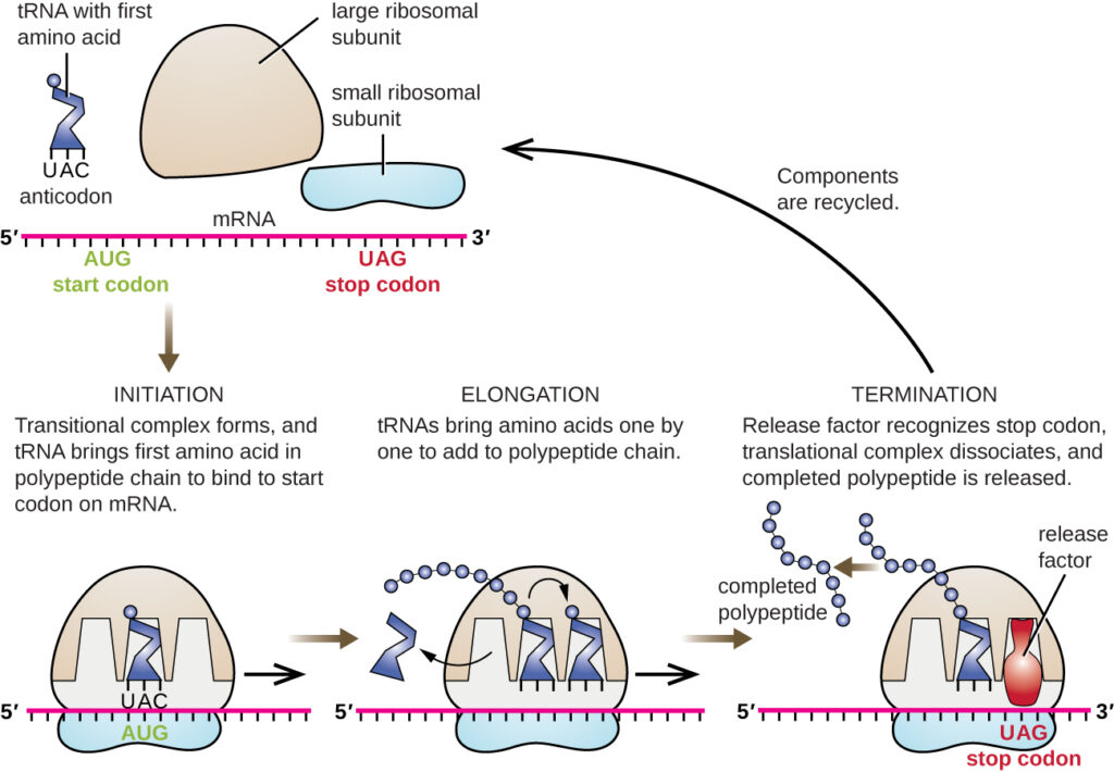 Picture depicting the initian,elongation and termination of translation in prokaryotes