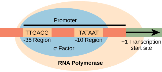 Figure depicting the promoter elements in prokaryotes