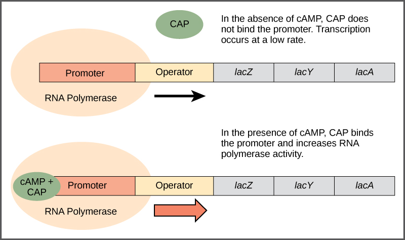 Picture depicting the role of cAMP -CAP regulating the Lac operon