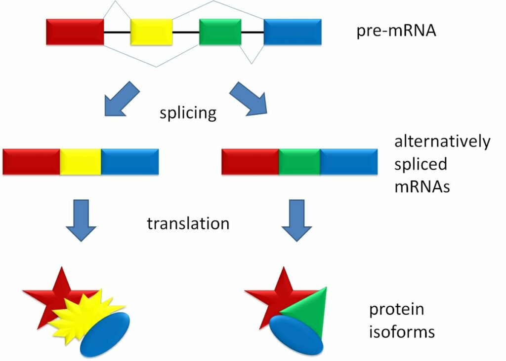 Splicing Overview
