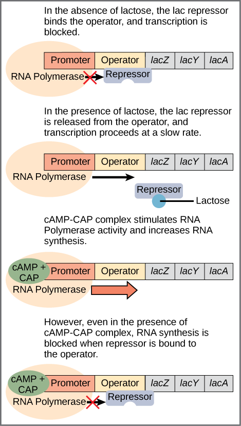 Picture depicting the transcription regulation of the lac operon