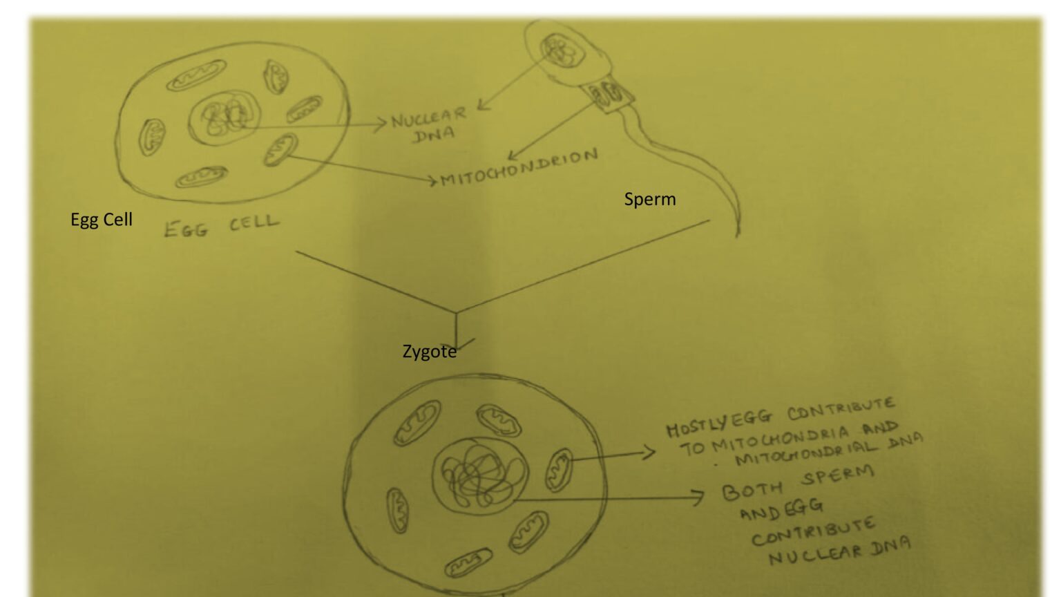 Mitochondrial Inheritance - Mitochondrial Inheritance