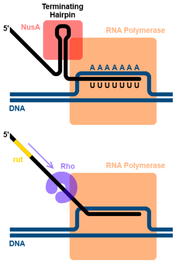 Prokaryotic Transcription – Elongation & Termination – Understanding ...