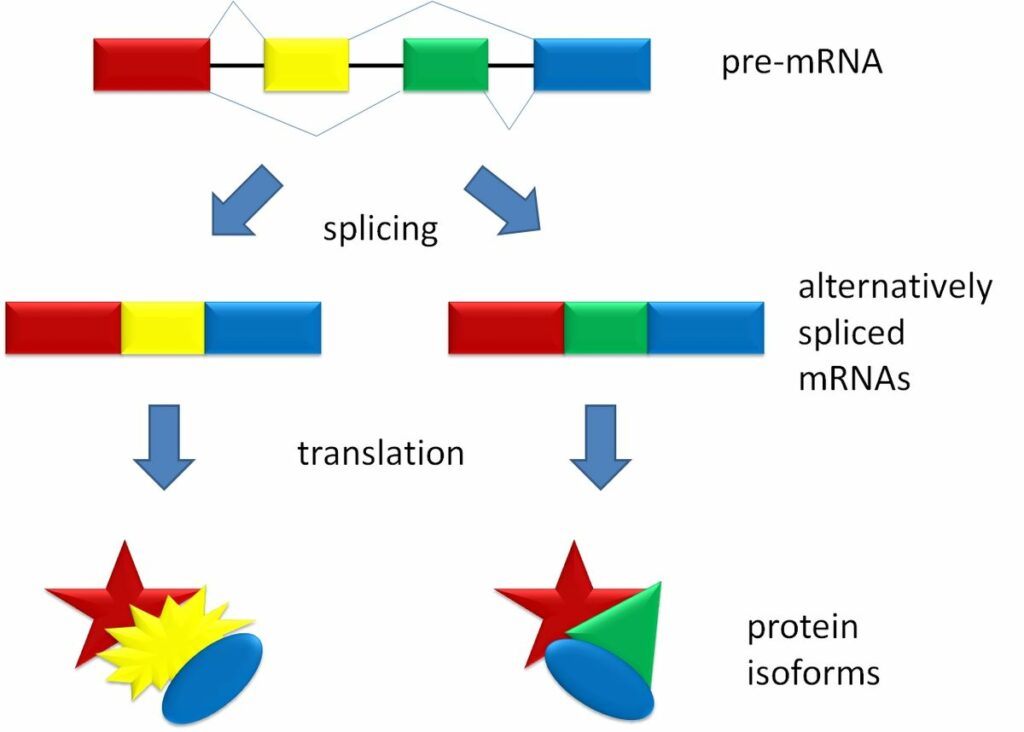 Eukaryotic Transcription Gene Regulation Understanding Gene Regulation And Gene Expression